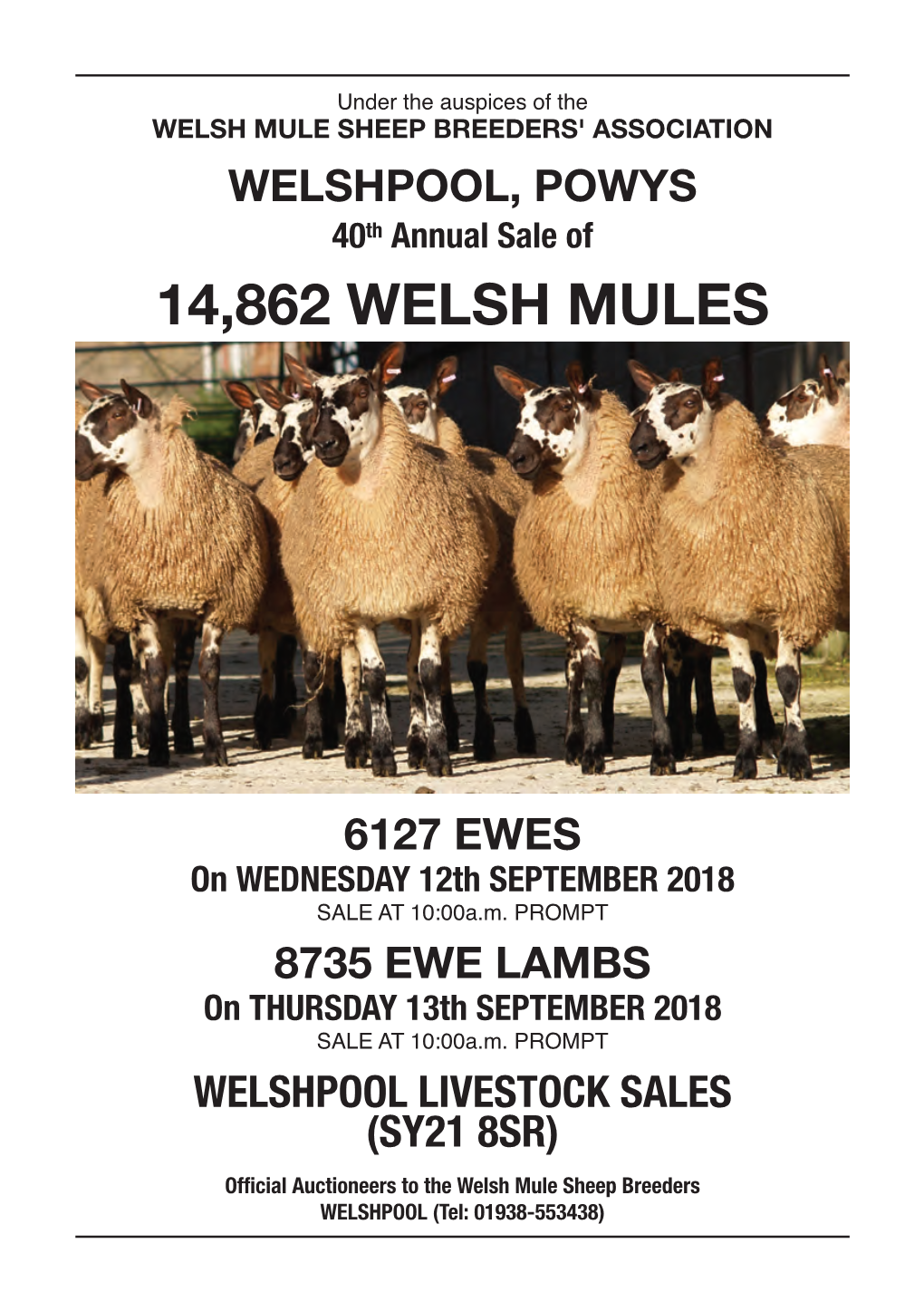 14,862 Welsh Mules