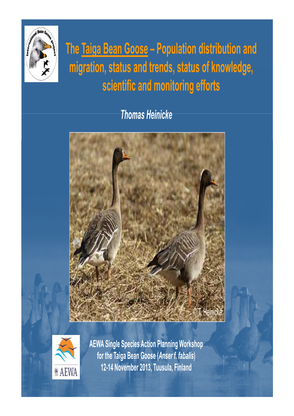 The Taiga Bean Goose – Population Distribution and Migration Status