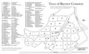 Trees of Bayview Cemetery
