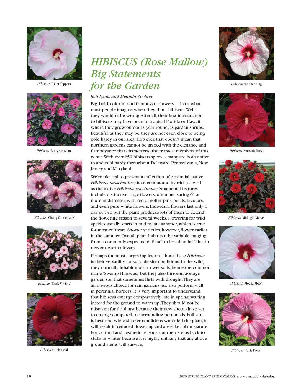 HIBISCUS (Rose Mallow) Big Statements for the Garden
