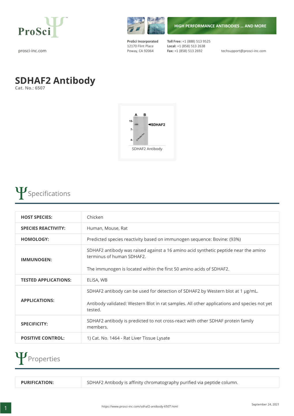 SDHAF2 Antibody Cat