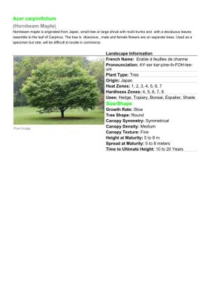 Acer Carpinifolium (Hornbeam Maple)