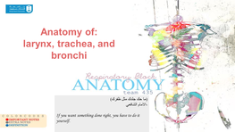 Anatomy Of: Larynx, Trachea, and Bronchi