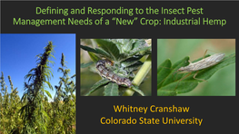 Defining the Insect Pest Management Needs of a “New” Crop