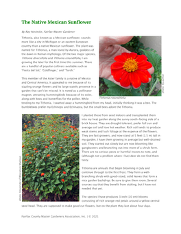 The Native Mexican Sunflower