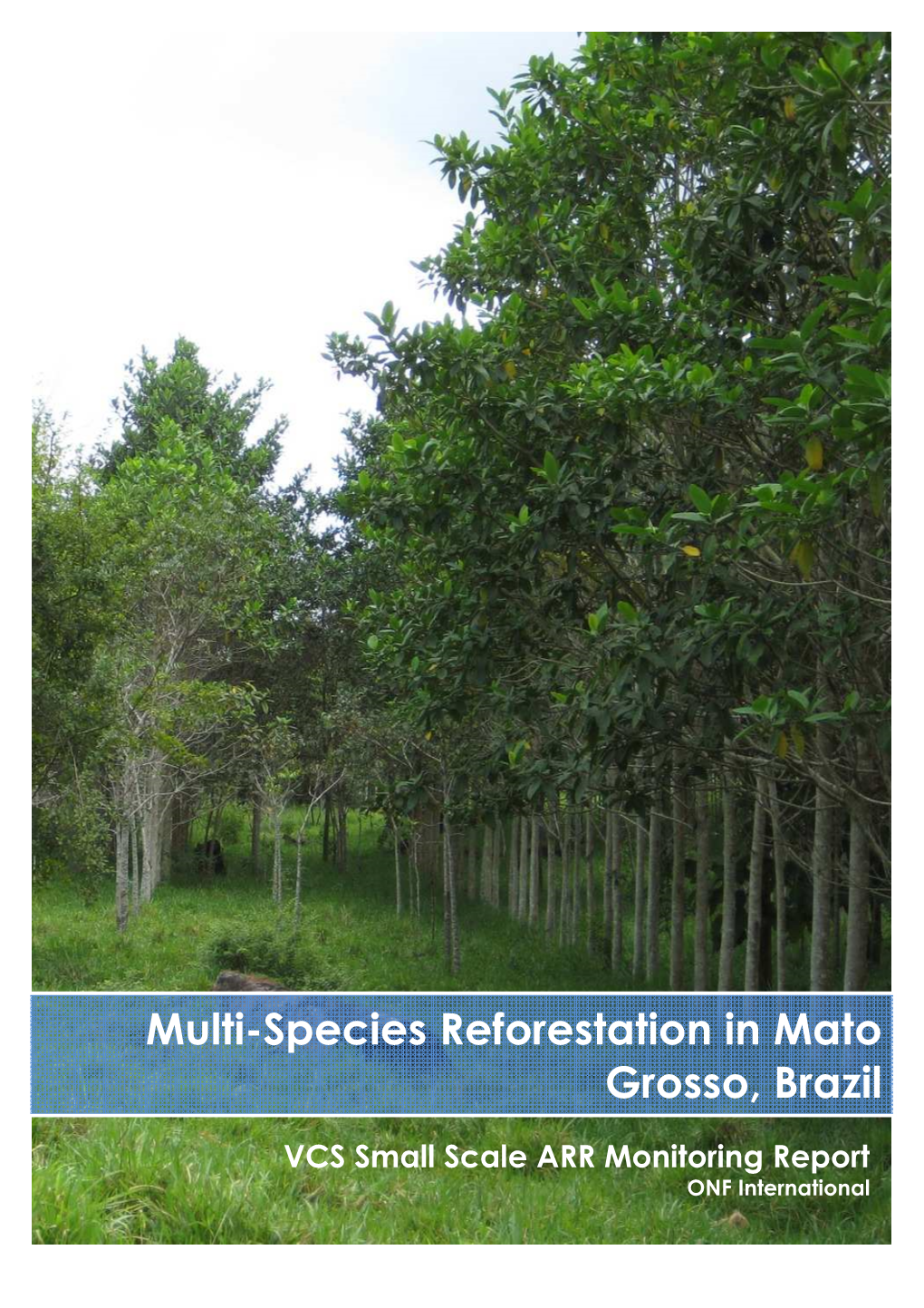 Multi-Species Reforestation in Mato Grosso, Brazil in Antanetikely, Madagascar