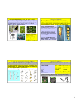 Vegetative Propagation The