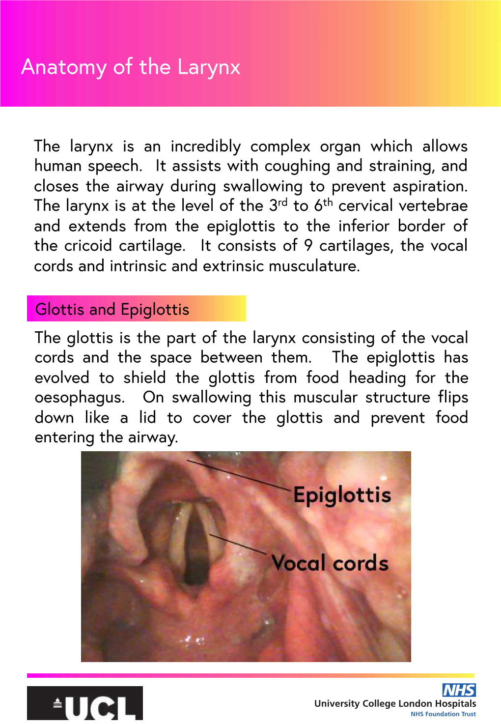 Anatomy of the Larynx