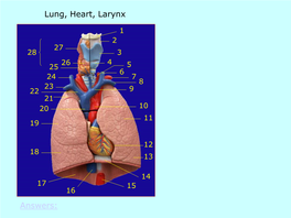 Lung, Heart, Larynx Answers