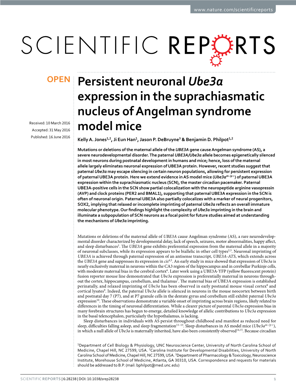 Persistent Neuronal Ube3a Expression in the Suprachiasmatic Nucleus Of