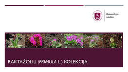 Raktažolių (Primula L.) Kolekcija Kultūrinių Augalų Genofondo Išsaugojimo Kolekcija