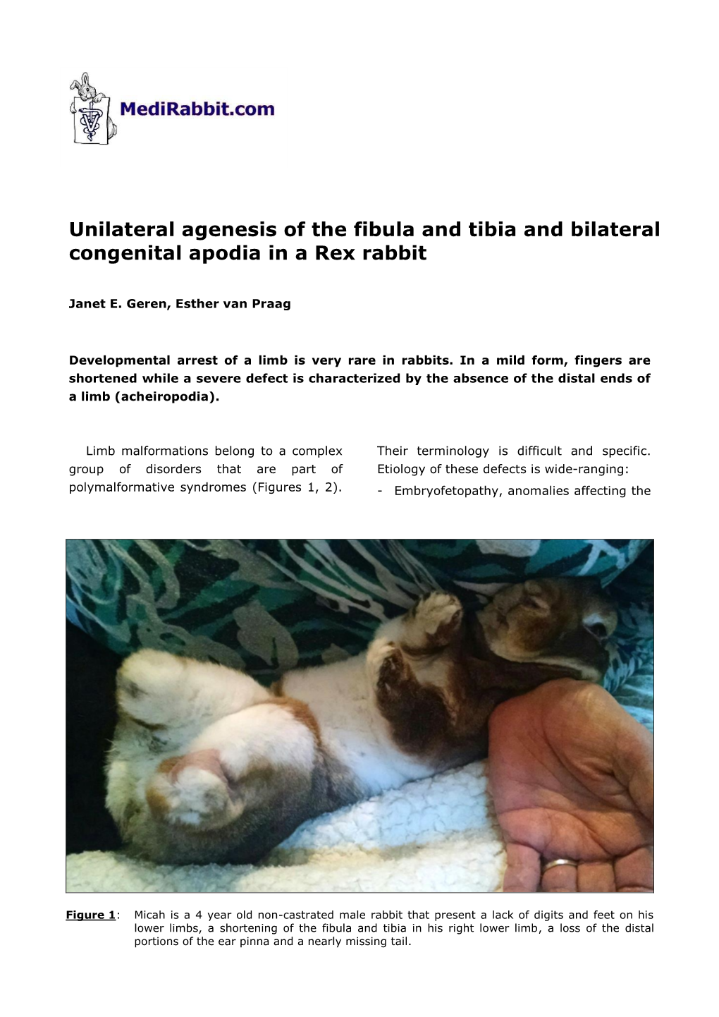 Unilateral Agenesis of the Fibula and Tibia and Bilateral Congenital Apodia in a Rex Rabbit