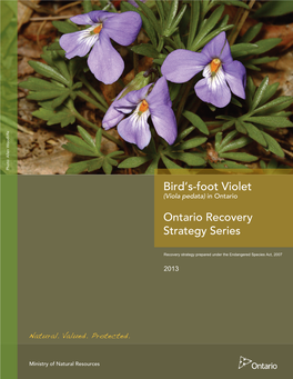 Bird's-Foot Violet