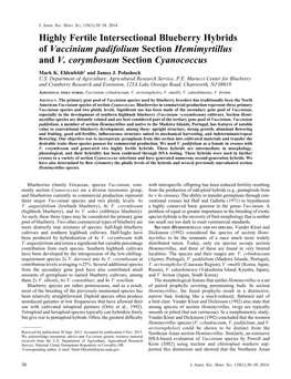 Highly Fertile Intersectional Blueberry Hybrids of Vaccinium Padifolium Section Hemimyrtillus and V