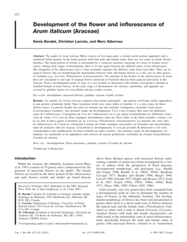 Development of the Flower and Inflorescence of Arum Italicum (Araceae)