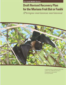 Draft Revised Recovery Plan for the Mariana Fruit Bat Or Fanihi (Pteropus Mariannus Mariannus)