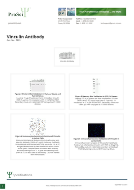 Vinculin Antibody Cat