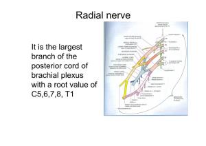 UL-Radial Nerve