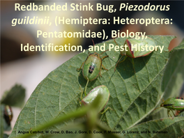 Redbanded Stink Bug, Piezodorus Guildinii, (Hemiptera: Heteroptera: Pentatomidae), Biology, Identification, and Pest History