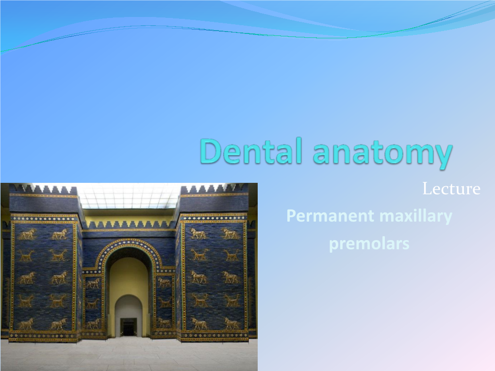 Permanent Maxillary Premolars