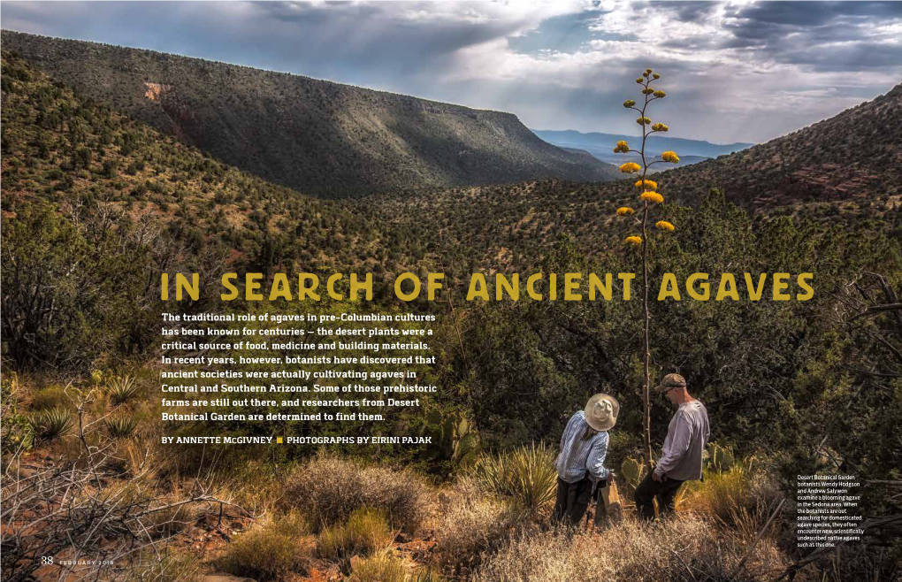 In Search of Ancient Agaves