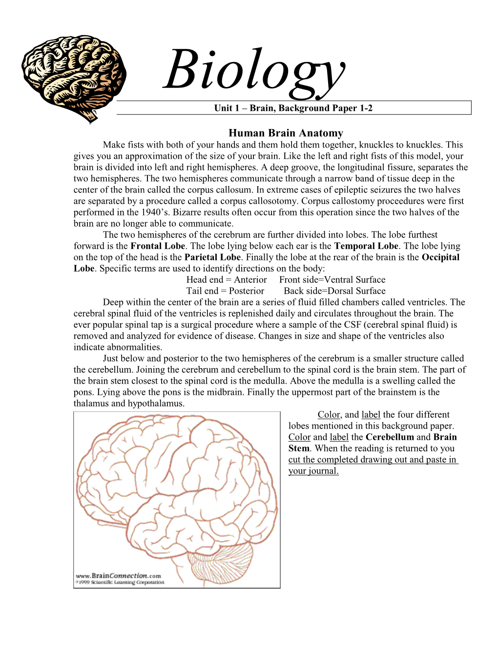 Human Brain Anatomy Make Fists with Both of Your Hands and Them Hold Them Together, Knuckles to Knuckles