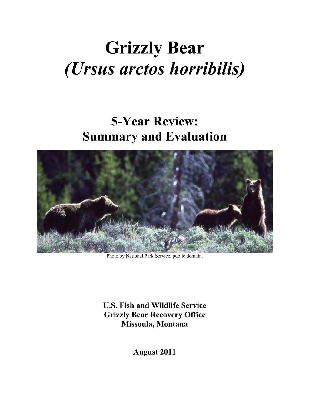 Grizzly Bear (Ursus Arctos Horribilis)