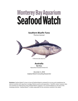 Southern Bluefin Tuna Thunnus Maccoyii