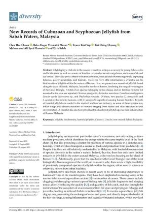 New Records of Cubozoan and Scyphozoan Jellyfish from Sabah
