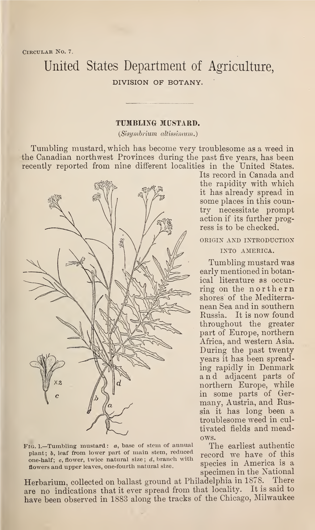 Tumbling Mustard : (Sisymbrium Altissimum)