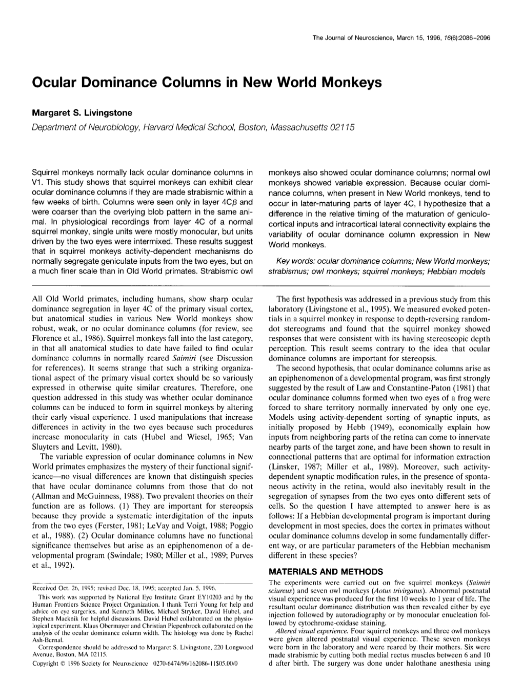 Ocular Dominance Columns in New World Monkeys