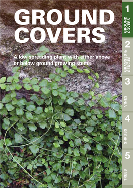 GROUND COVERS COVERS 2 a Low Spreading Plant with Either Above Or Below Ground Growing Stems GRASSES & & GRASSES SEDGES 3 VINES