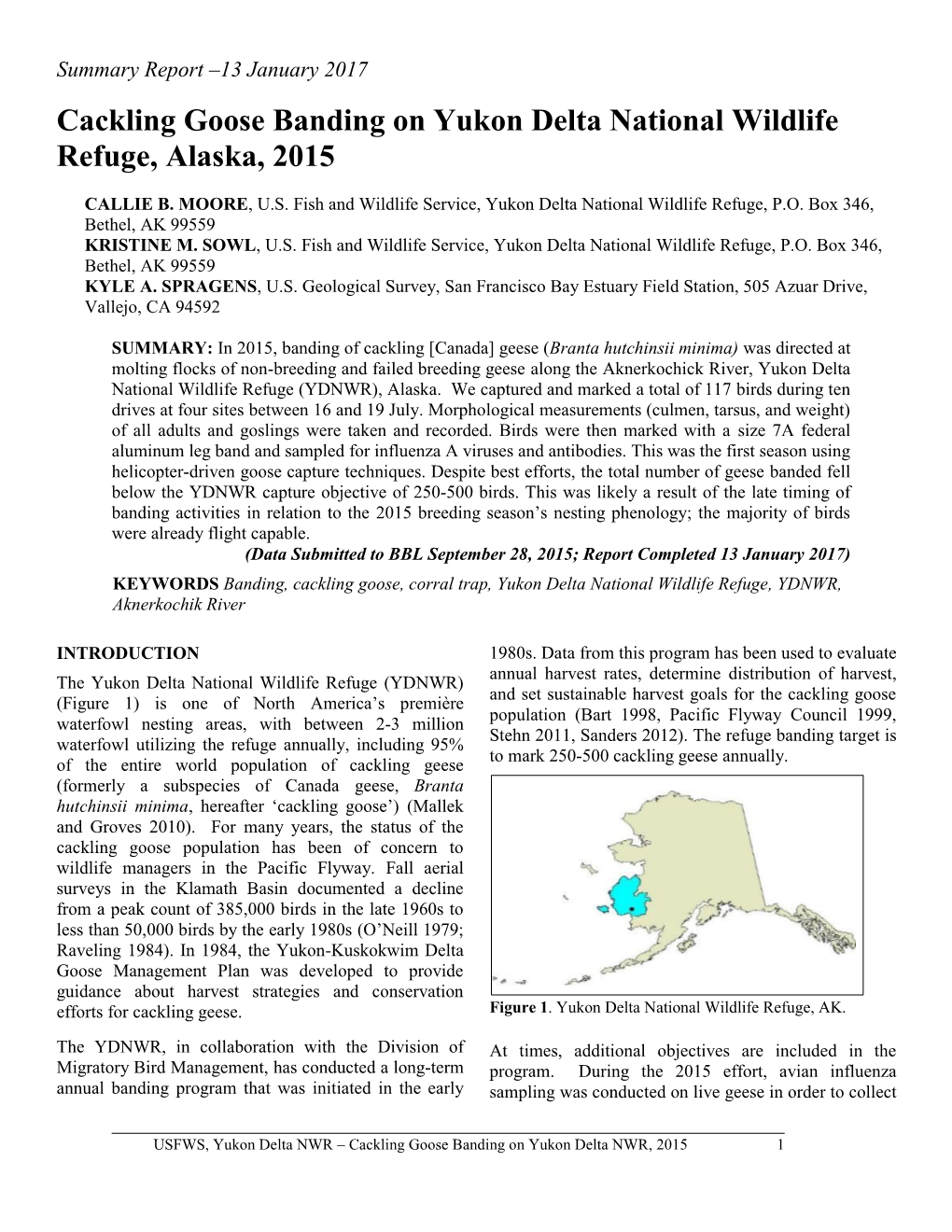 Cackling Goose Banding on Yukon Delta National Wildlife Refuge, Alaska, 2015