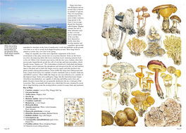 1 Coprinus Comatus, Lawyers Wig, Shaggy Ink Cap 2 Laccaria Lateritia 3 Suillus Luteus, Slippery Jack 4 Inocybe Sp