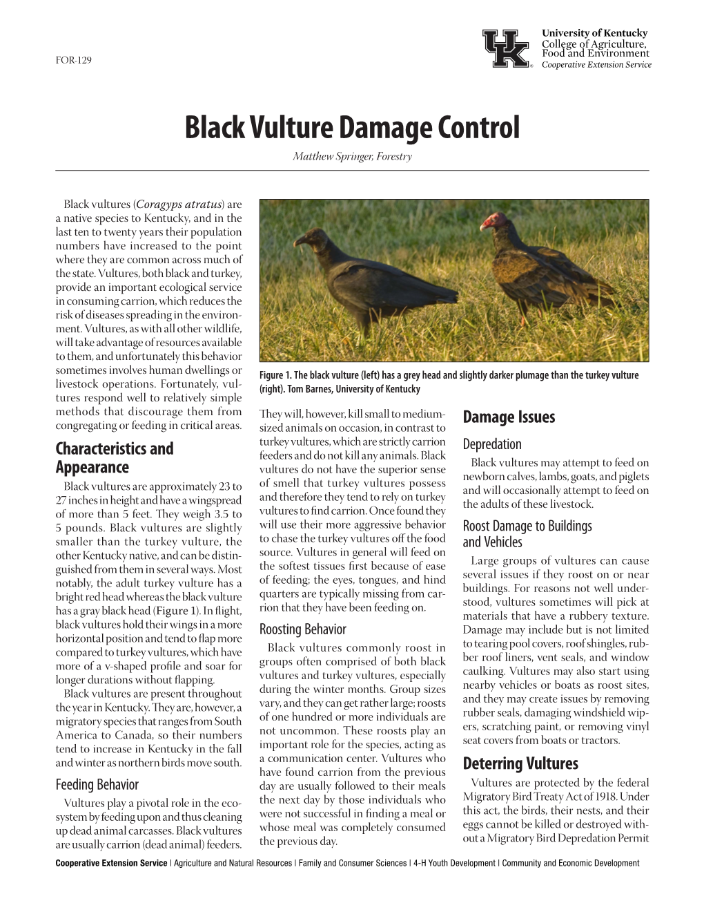 Black Vulture Damage Control Matthew Springer, Forestry