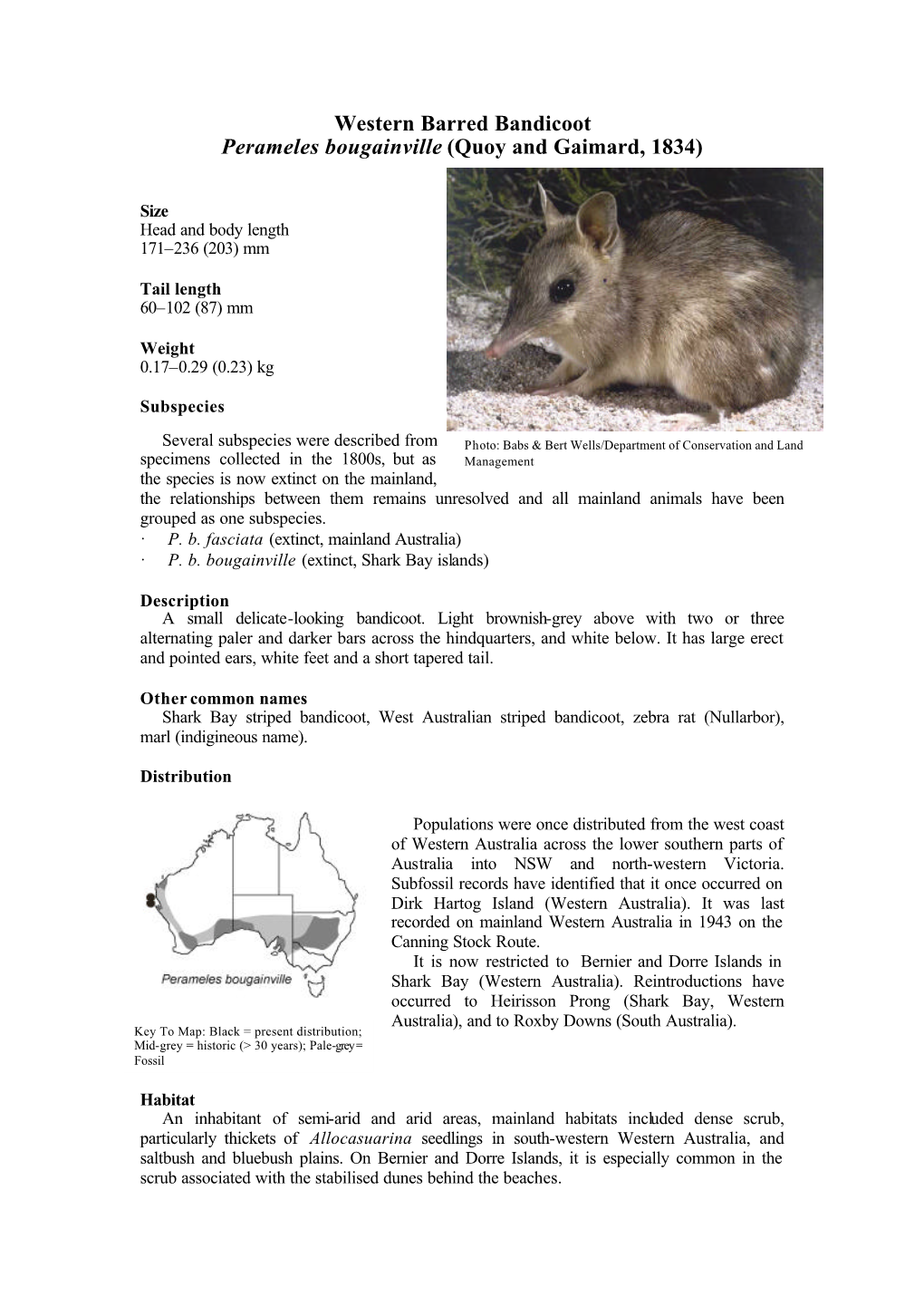 Western Barred Bandicoot Perameles Bougainville (Quoy and Gaimard, 1834)