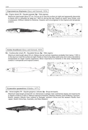 Isistius Brasiliensis (Quoy and Gaimard, 1824) En - Cookiecutter Shark; Fr - Squalelet Féroce; Sp - Tollo Cigarro