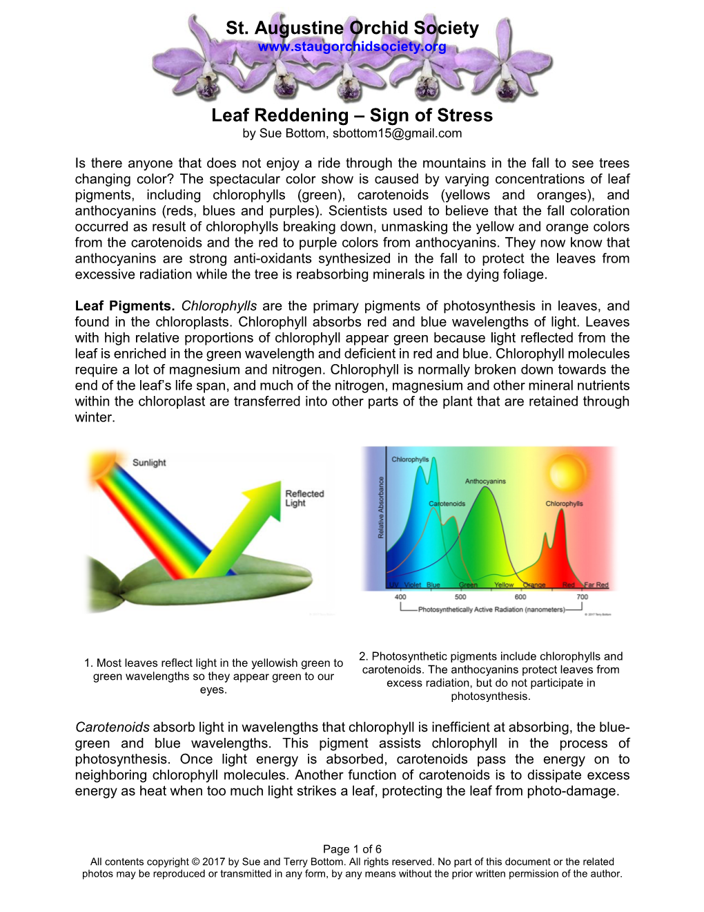 Leaf Reddening – Sign of Stress by Sue Bottom, Sbottom15@Gmail.Com