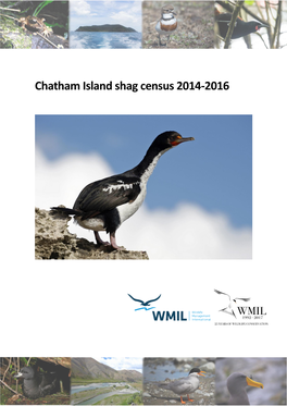 Chatham Island Shag Census 2014-2016