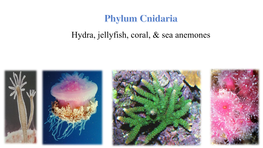 Hydra, Jellyfish, Coral, & Sea Anemones