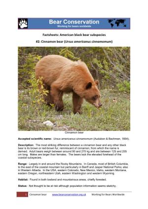 Cinnamon Bear (Ursus Americanus Cinnamomum)