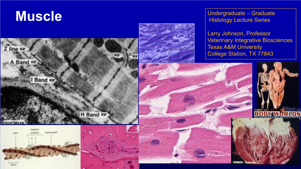 Skeletal Muscle Cardiac Muscle Smooth Muscle Objectives