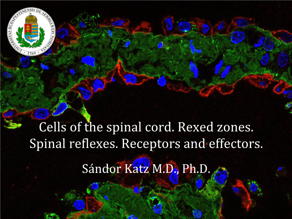 Cells of the Spinal Cord. Rexed Zones. Spinal Reflexes. Receptors and Effectors