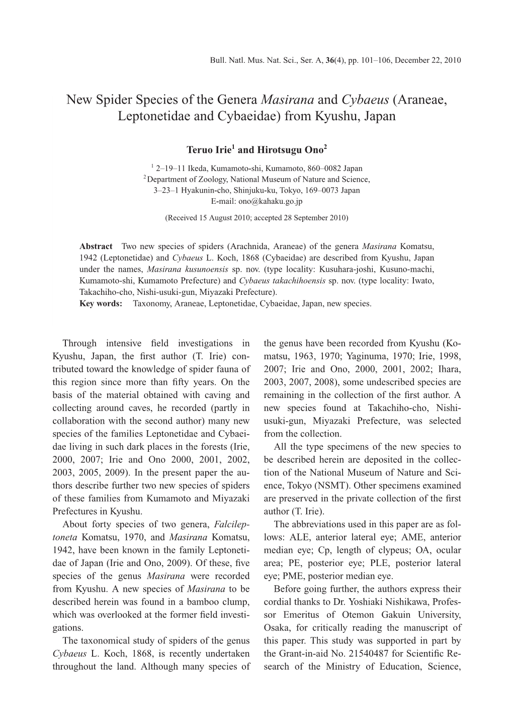 New Spider Species of the Genera Masirana and Cybaeus (Araneae, Leptonetidae and Cybaeidae) from Kyushu, Japan