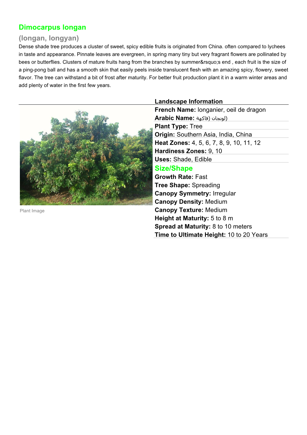 Dimocarpus Longan (Longan, Longyan) Dense Shade Tree Produces a Cluster of Sweet, Spicy Edible Fruits Is Originated from China