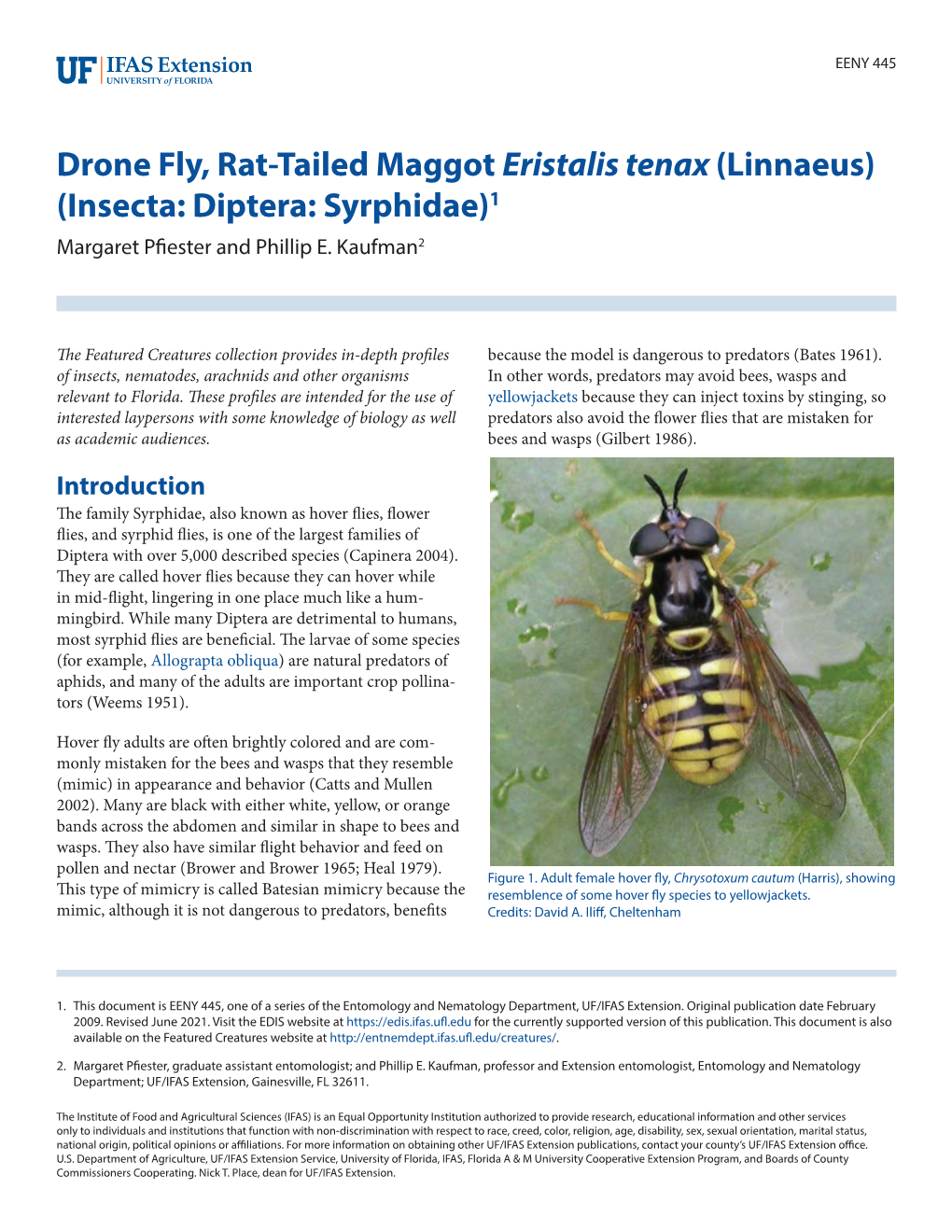 Drone Fly, Rat-Tailed Maggot Eristalis Tenax (Linnaeus) (Insecta: Diptera: Syrphidae)1 Margaret Pfiester and Phillip E