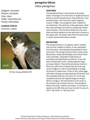 Peregrine Falcon Falco Peregrinus Kingdom: Animalia FEATURES Phylum: Chordata the Peregrine Falcon Is Also Known As the Duck Class: Aves Hawk
