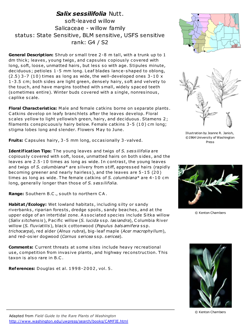 Salix Sessilifolia Nutt