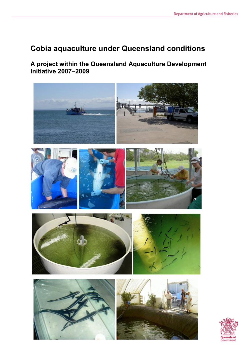 Cobia Aquaculture Under Queensland Conditions