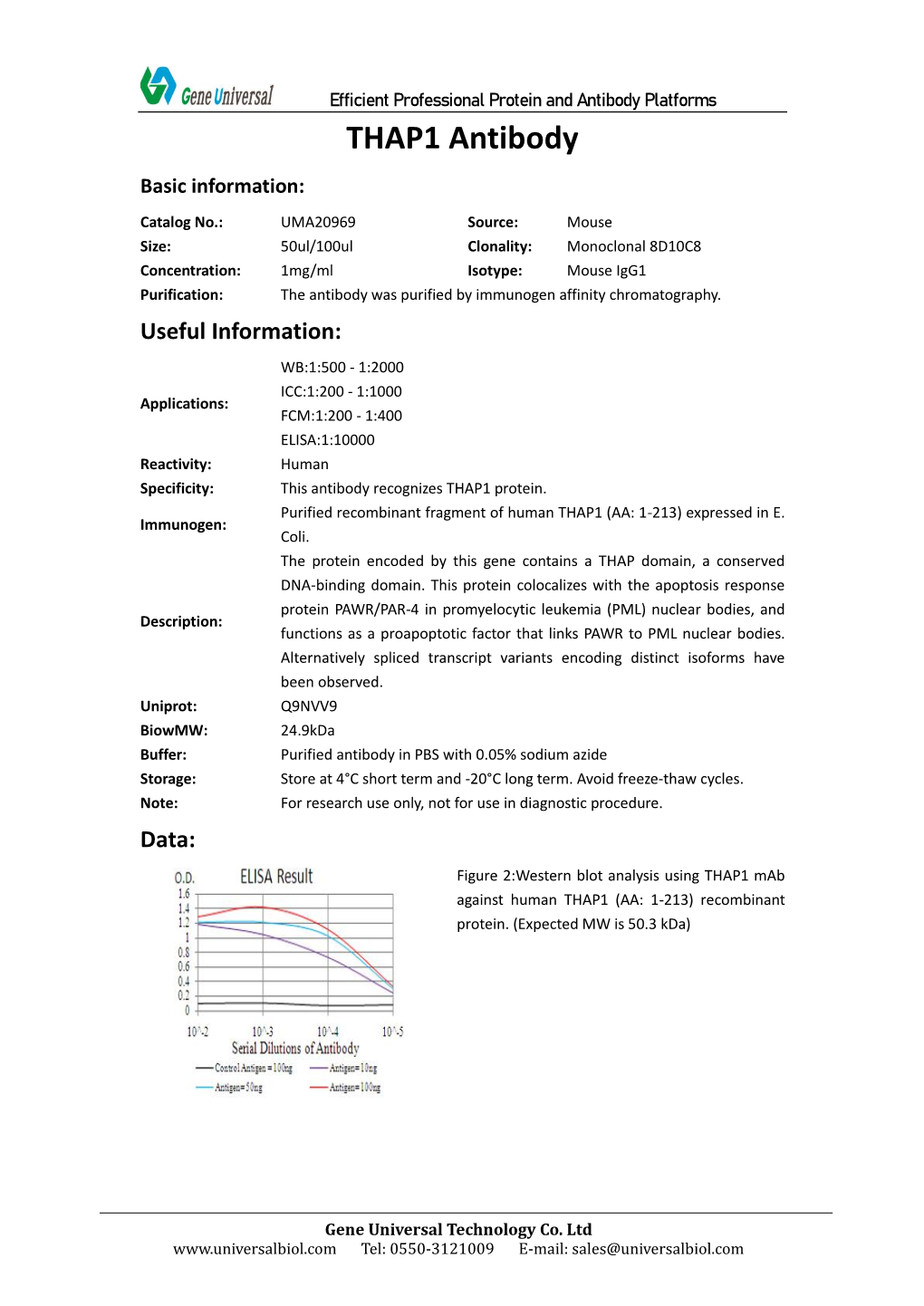 THAP1 Antibody